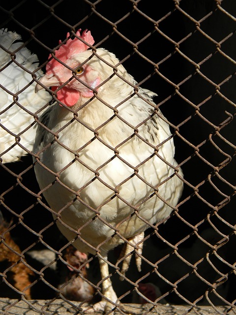 本身不过是 本身不过是